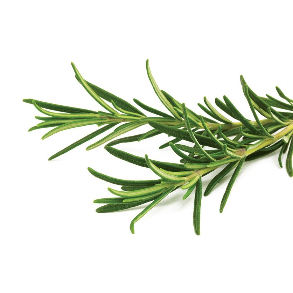 Rosemary Holland 100 gm - روزمري هولندي