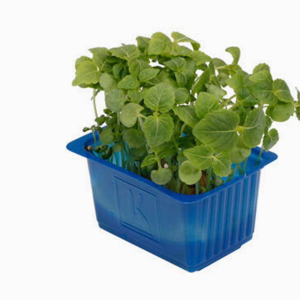 Shiso Cress Green - شيسو أخضر هولندي