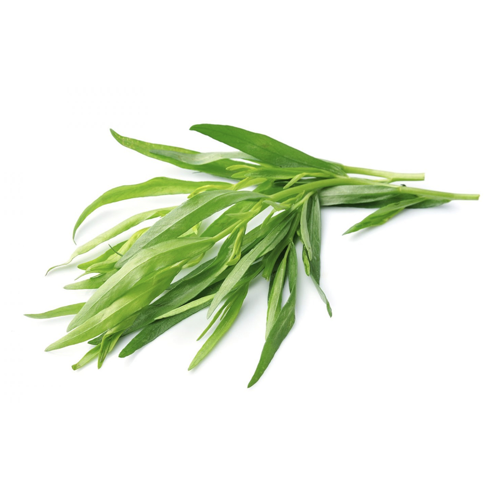 Tarragon Holland 100 gm