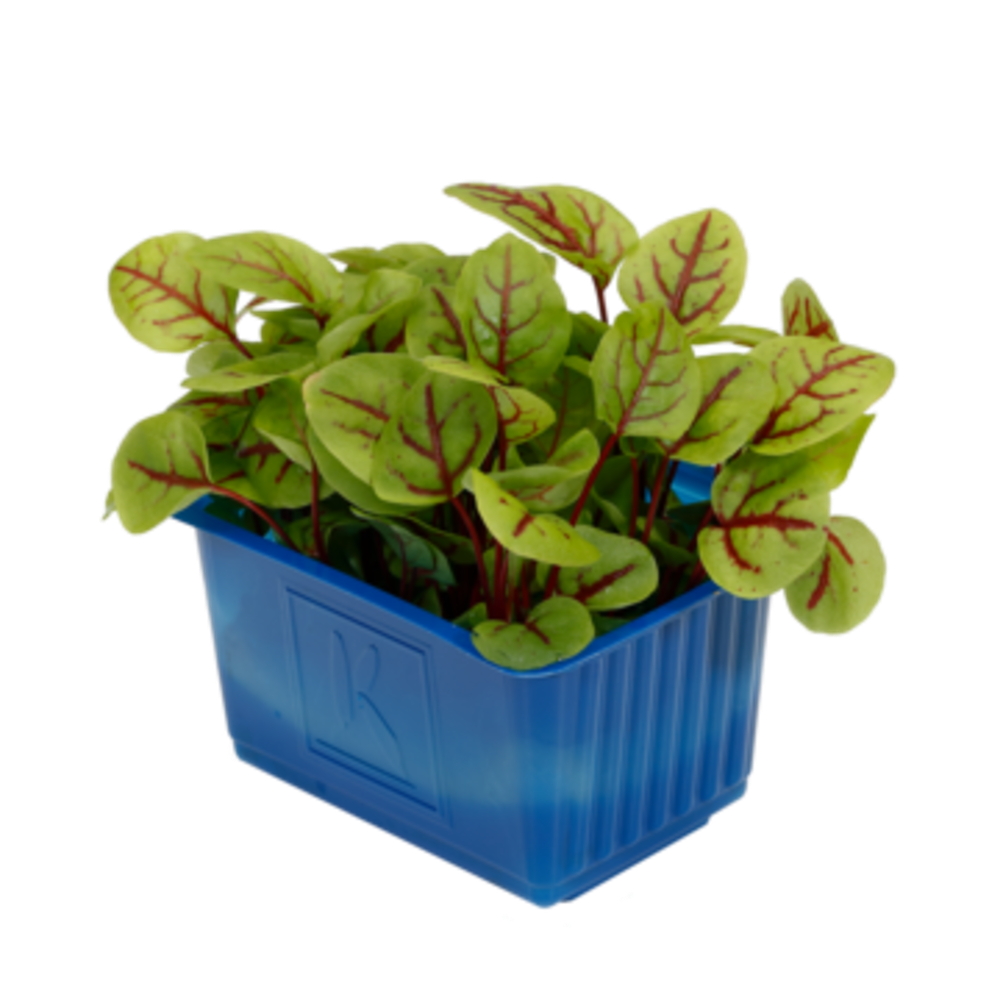 Vene Cress - فين كريس هولندي