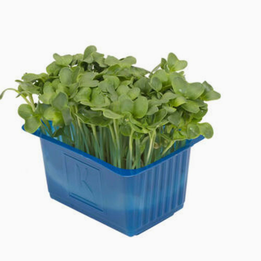 Cress Daikon - كريس دايكون