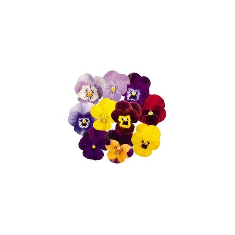 Edible Flowers Mix - ورد مشكل مكس