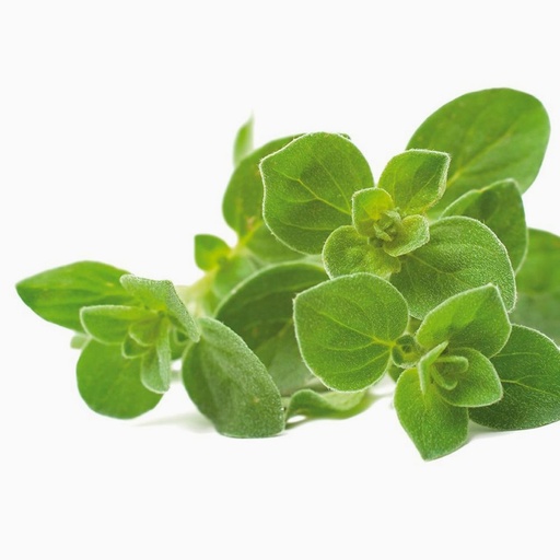 [3050] Oregano Holland 100 gm