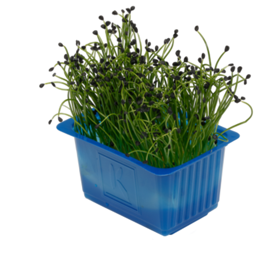 [2079] Rock Chives Cress - روك شايفز
