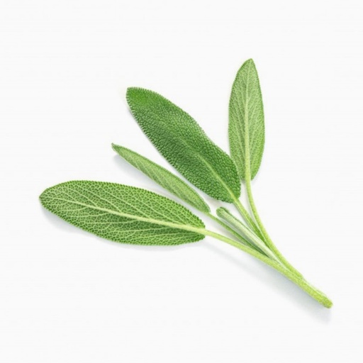 [3055] Sage Holland 100 g