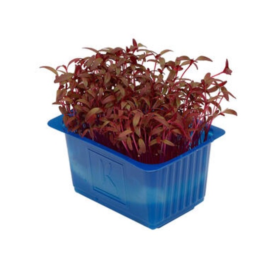 [2075] Scarlet Cress -  سكارليت كريس هولندي