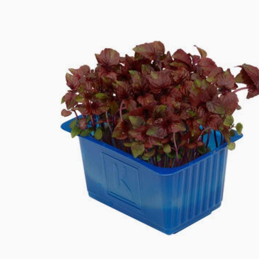 [2080] Shiso Cress Purple -  شيسو بربل كريس هولندي