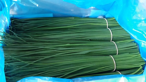 [3023] Chives Holland - شيفز هولندي